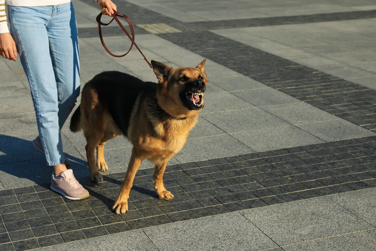 An aggressive looking dog snarling while being pulled back by its leash by an owner showing bite injuries or dangerous animal attacks handled through dog bite claims at Trident Law HQ