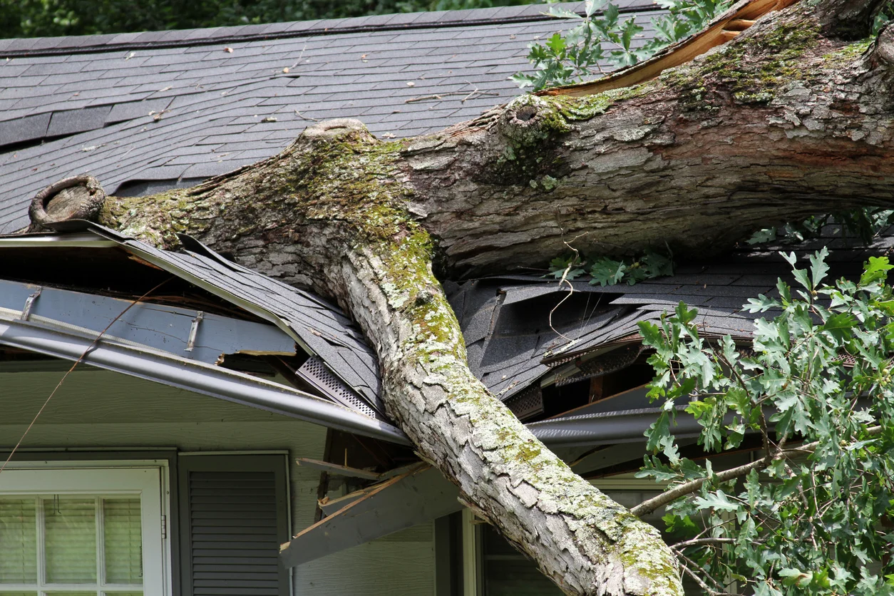A close-up image of a tree that has fallen on top of a roof, damaging it symbolizing roof and structural destruction caused by severe wind damage claims handled by Trident Law HQ